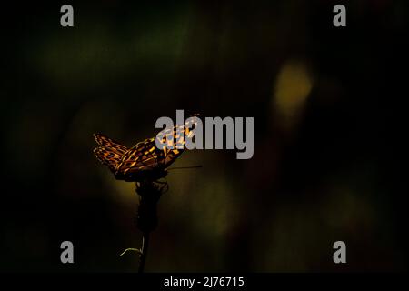 A fiery fritillary butterfly in autumn on a purple thistle flower, photographed in the Karwendel mountains Stock Photo