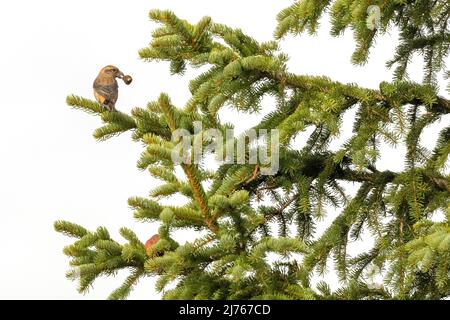 Crossbill feeding in conifer tree against white background due to high fog Stock Photo