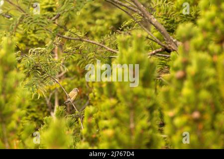Female crossbill in branches Stock Photo