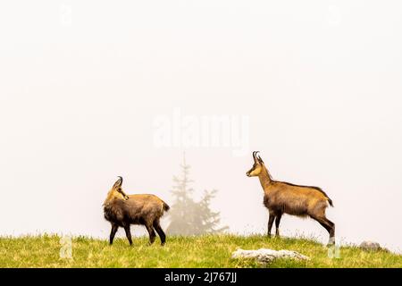 Two chamois are standing in the fog on a mountain meadow in the Karwendel. Stock Photo