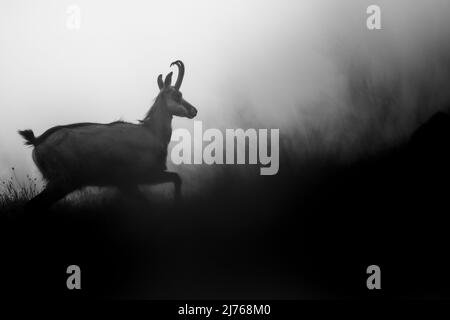 A rising chamois on a mountain meadow in monochrome. Stock Photo