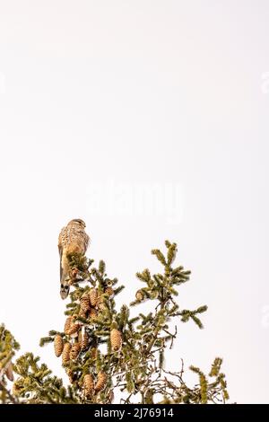 Wild kestrel in the top of a spruce with frozen cones in winter Stock Photo