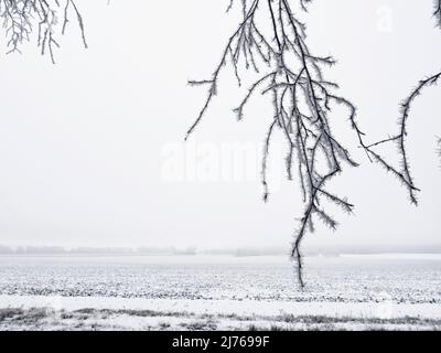 tree branches covered with hoarfrost in front of snow covered field Stock Photo