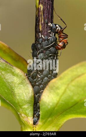 Worker of red forest ants (Formica rufa) visits a colony of aphids and ingests their excreta, the honeydew, close up Stock Photo