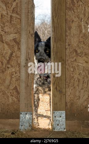 Black and white spotted dog looking through a barn door from the outside Stock Photo