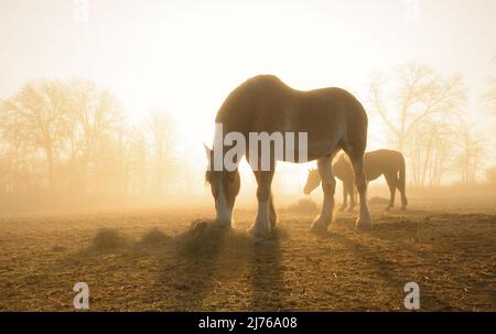 Belgian draft horse eating hay in pasture, backlit by rising sun shining through heavy fog, in early spring Stock Photo