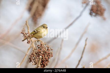 Tiny Ruby-crowned Kinglet perched on top of smooth sumac berries in winter while looking for insects to eat Stock Photo