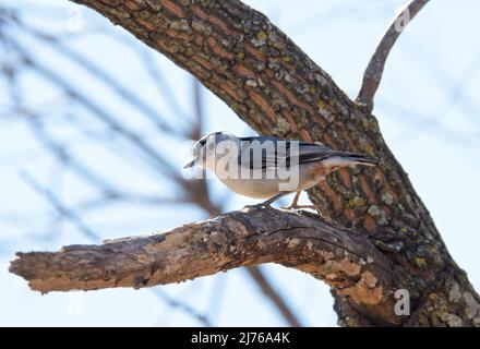 White-breasted Nuthatch perched in a Persimmon tree in winter sun Stock Photo