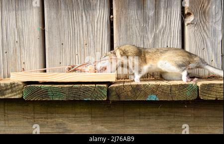 Large dead Norway rat, caught in a rat trap Stock Photo