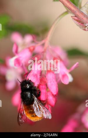 Female of the hornfaced bee (Osmia cornuta) on blood currant (Ribes sanguineum) Stock Photo