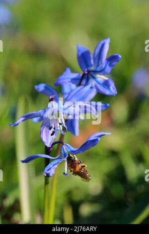 Female of the Gwynne's mining bee (Andrena bicolor) on Siberian blue star (Scilla siberica) Stock Photo