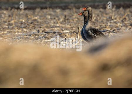 Europe, Poland, Podlaskie Voivodeship, Greylag geese Stock Photo