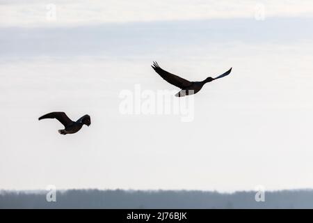 Europe, Poland, Podlaskie Voivodeship, Greylag geese Stock Photo