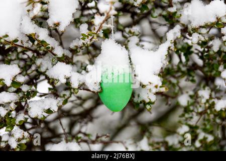 Snow covered easter egg on a shrub Stock Photo