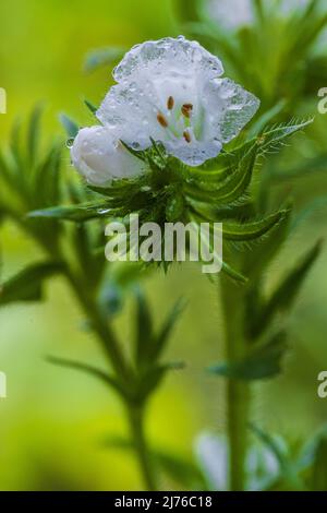 Common viper's bugloss (Echium vulgare) Stock Photo
