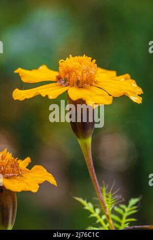 French marigold (Tagetes patula hybride), bright yellow - orange flowering flower.