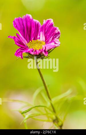 Cosmea, garden cosmos (Cosmea bipinnatus), flower Stock Photo