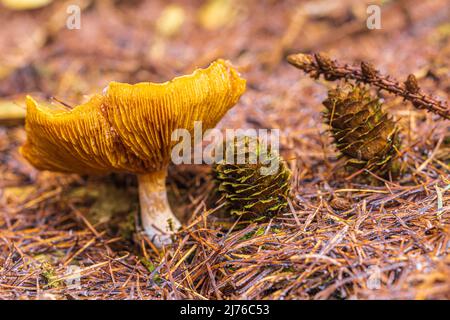 Forest still life, close up of mushrooms on the forest floor Stock Photo