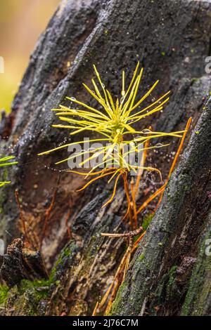Young forest gravel, Pinus sylvestris, close up, charred wood and fresh vegetation. Stock Photo