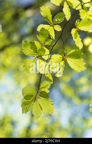 Fresh, light green foliage of copper beech (Fagus sylvatica) in spring, Germany Stock Photo