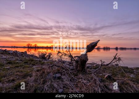 a tree trunk worked on by the beaver, looking like a bud, on the banks of the Elbe in Bleckede/Radegast at sunrise Stock Photo