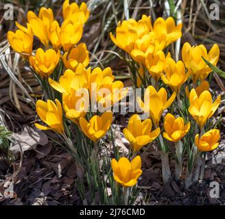 Yellow decorative crocuses (Yellow Mammouth) on a flowerbed on a sunny April day Stock Photo