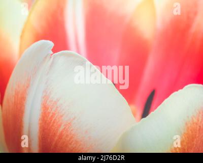 Tulip, flower, macro shot Stock Photo