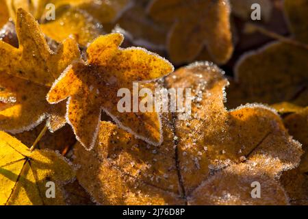 autumn colored maple leaves shine in sunlight, hoarfrost, Germany, Hesse, Nature Park Lahn-Dill-Bergland Stock Photo