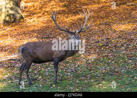 male red deer (Cervus elaphus), captive, autumn mood, Germany Stock Photo