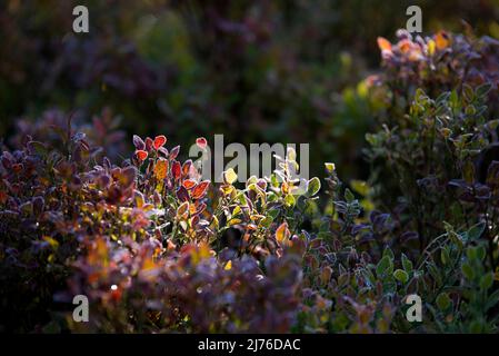 Blueberry bushes in autumn leaves, ripened leaves in backlight, France, Vosges Mountains Stock Photo