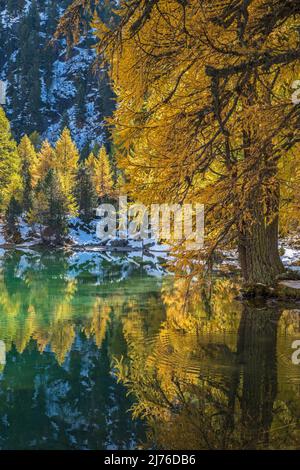 Autumn at Palpuognasee, larches are reflected in the emerald water, Switzerland, canton Grisons, near Preda Stock Photo