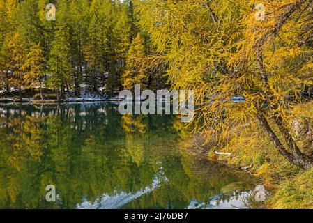 Beginning of autumn and first snow at Palpuognasee, larches reflected in the water, Switzerland, Canton Grisons, near Preda Stock Photo