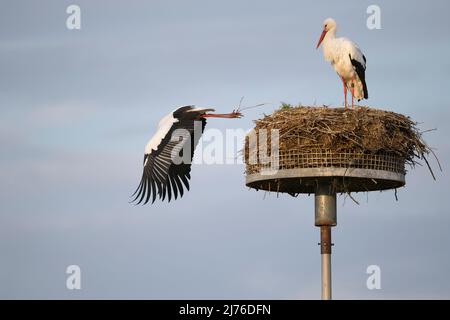 White stork (Ciconia ciconia) taking off, spring, Hesse, Germany, Europe Stock Photo