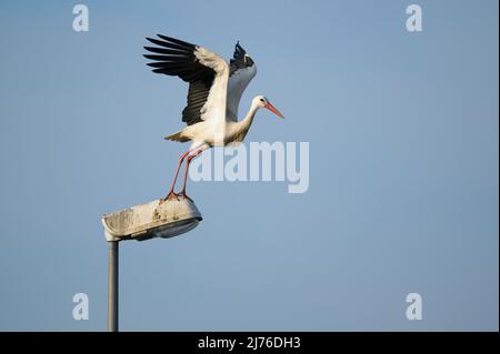 White stork taking off from a street lamp, Ciconia ciconia, Hesse, Germany, Europe Stock Photo