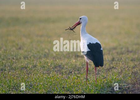White stork (Ciconia ciconia) with nesting material on a field, spring, Hesse, Germany, Europe Stock Photo