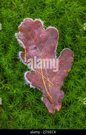 Oak leaf on moss, hoarfrost, forest still life Stock Photo