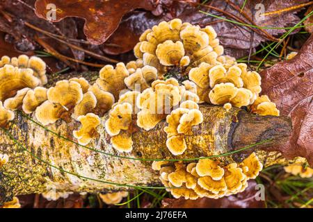 Butterfly Trametes (Trametes versicolor), fruiting body, autumn forest Stock Photo