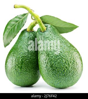 Two large avocados on branch with leaf isolated on white background. Stock Photo