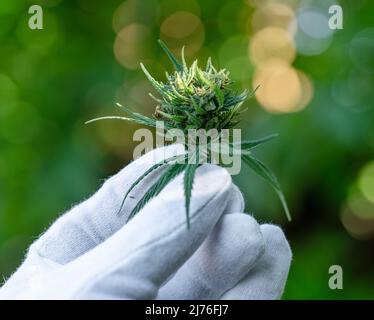 Hand in the white protective glove holding the cannabis cone or raceme. Nature background. Stock Photo