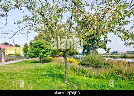 On the bank of the river Main, landscape, nature, resting place, Main, village view, autumn, Wipfeld, Franconia, Bavaria, Germany, Europe Stock Photo