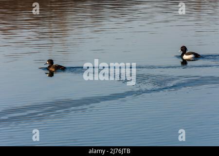 Vienna, male and female greater scaup (Aythya marila) in river Neue Donau in 22. district Donaustadt, Austria Stock Photo