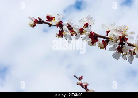 Spitz, flowering apricot (Marille) trees blossom branch, Marillenblüte in Wachau region, Lower Austria, Austria Stock Photo