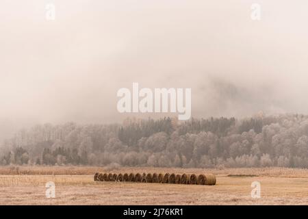 A row of straw bales in the moor near Kochel in the Bavarian foothills of the Alps during high fog and hoarfrost, in the background mixed forest on a small hill and dense clouds. Stock Photo