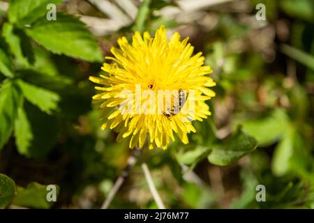Bee on a yellow dandelion close-up. Yellow flower, the first everlasting flowers. Background for summer and spring Stock Photo