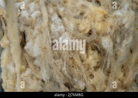 Close up of Raw Sheep Wool in Natural Color. Stock Photo