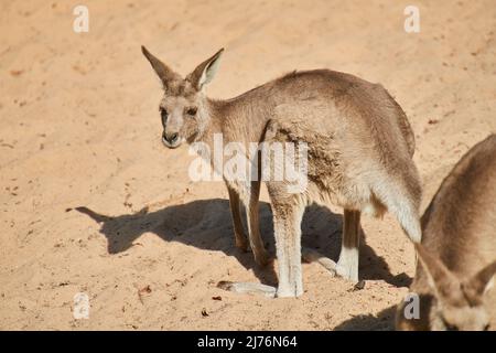 Eastern gray giant kangaroo, Macropus giganteus, beach, sideways, standing, view camera Stock Photo