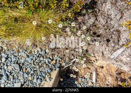 Alpine flowers at the Southern Alps, Mount Aoraki National Park, South Island of New Zealand Stock Photo