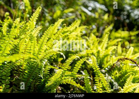 Rainforest near Mt. Taranaki in Egmont National Park, North Island of New Zealand Stock Photo