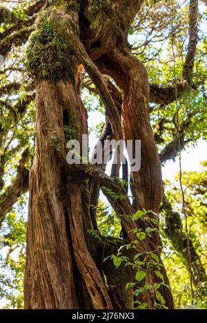 Rainforest near Mt. Taranaki in Egmont National Park, North Island of New Zealand Stock Photo