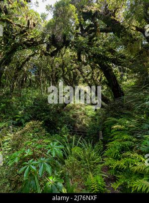 Rainforest near Mt. Taranaki in Egmont National Park, North Island of New Zealand Stock Photo